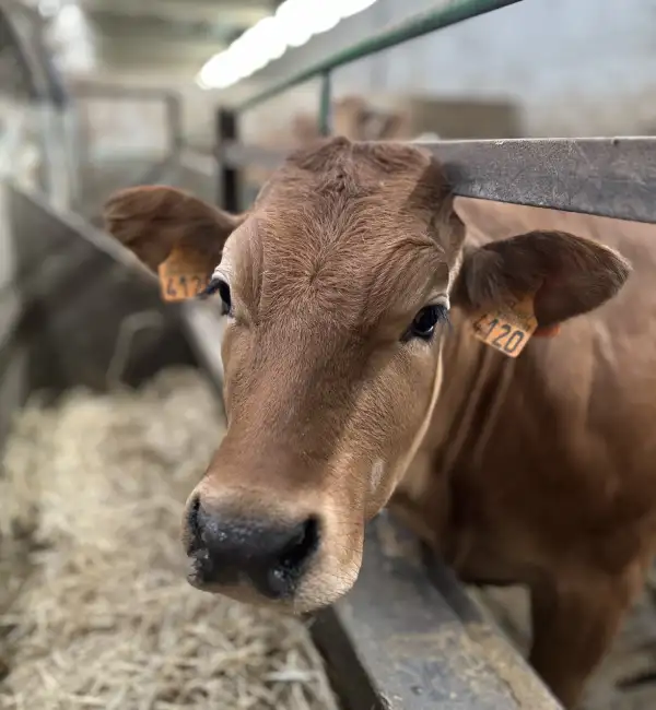 Contacta para conseguir carne de ternera
